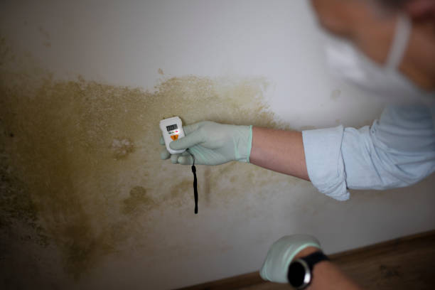 Trusted Upland, PA Mold Remediation Experts